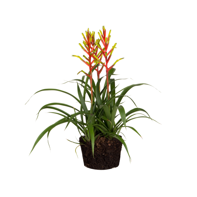 Bromelia guzmania